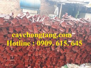 cây kích tăng Ninh Thuận Bình Thuận