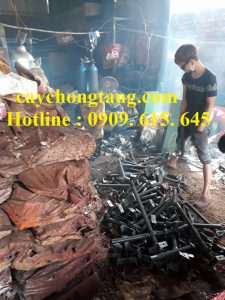 cây kích tăng đặc